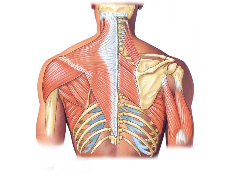 عکس بدن فردی که اناتومی شانه اونمایش داده شده است