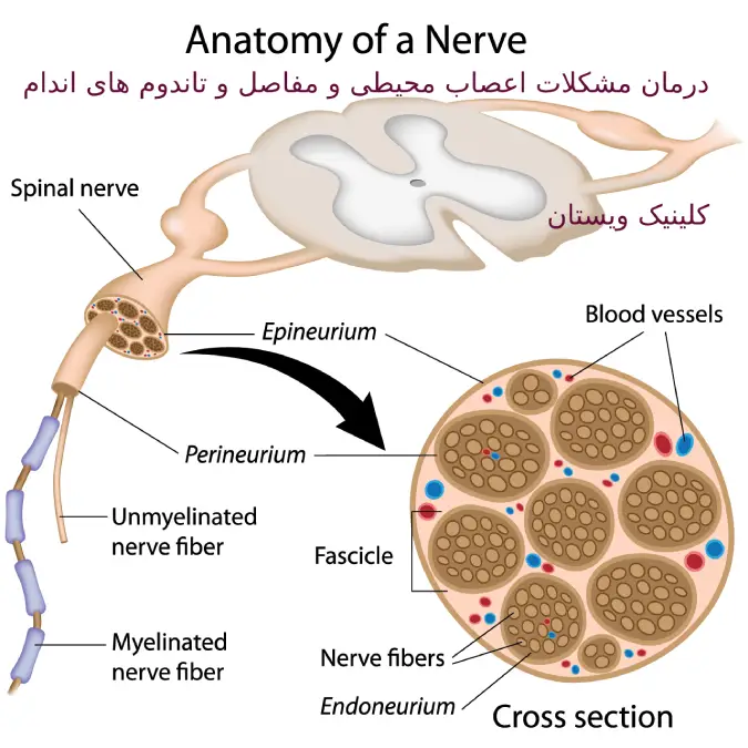 سلامت اعصاب محیطی خود را در ویستان تضمین کنید.